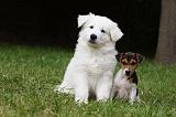 BERGER BLANC SUISSE & PARSON RUSSEL 022